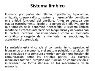 Sistema límbico
Formado por partes del tálamo, hipotálamo, hipocampo,
amígdala, cuerpo calloso, septum y mesencéfalo, constituye
una unidad funcional del encéfalo. Antes se pensaba que
estaba estrechamente ligado a la percepción olfativa, por lo
que también se le denomina rinencéfalo. El sistema límbico
mantiene estrechas interacciones bioquímicas y nerviosas con
la corteza cerebral, considerándosele como el elemento
encefálico encargado de la memoria, las emociones, la
atención y el aprendizaje.
La amígdala está vinculada al comportamiento agresivo, el
hipocampo a la memoria, y el septum pelucidum al placer. El
giro cingulado y la comisura anterior cumplen una función de
comunicación entre las distintas partes. Los cuerpos
mamilares también cumplen una función de comunicación e
intervienen de forma decisiva en los mecanismos de la
memoria.
 