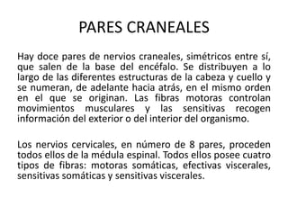 PARES CRANEALES
Hay doce pares de nervios craneales, simétricos entre sí,
que salen de la base del encéfalo. Se distribuyen a lo
largo de las diferentes estructuras de la cabeza y cuello y
se numeran, de adelante hacia atrás, en el mismo orden
en el que se originan. Las fibras motoras controlan
movimientos musculares y las sensitivas recogen
información del exterior o del interior del organismo.
Los nervios cervicales, en número de 8 pares, proceden
todos ellos de la médula espinal. Todos ellos posee cuatro
tipos de fibras: motoras somáticas, efectivas viscerales,
sensitivas somáticas y sensitivas viscerales.
 
