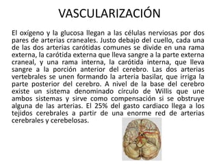 VASCULARIZACIÓN
El oxígeno y la glucosa llegan a las células nerviosas por dos
pares de arterias craneales. Justo debajo del cuello, cada una
de las dos arterias carótidas comunes se divide en una rama
externa, la carótida externa que lleva sangre a la parte externa
craneal, y una rama interna, la carótida interna, que lleva
sangre a la porción anterior del cerebro. Las dos arterias
vertebrales se unen formando la arteria basilar, que irriga la
parte posterior del cerebro. A nivel de la base del cerebro
existe un sistema denominado círculo de Willis que une
ambos sistemas y sirve como compensación si se obstruye
alguna de las arterias. El 25% del gasto cardiaco llega a los
tejidos cerebrales a partir de una enorme red de arterias
cerebrales y cerebelosas.
 
