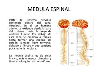 MEDULA ESPINAL
Parte del sistema nervioso
contenida dentro del canal
vertebral. En el ser humano
adulto, se extiende desde la base
del cráneo hasta la segunda
vértebra lumbar. Por debajo de
esta zona se empieza a reducir
hasta formar una especie de
cordón llamado filum terminal,
delgado y fibroso y que contiene
poca materia nerviosa.
La médula espinal es de color
blanco, más o menos cilíndrica y
tiene una longitud de unos 45 cm.
 
