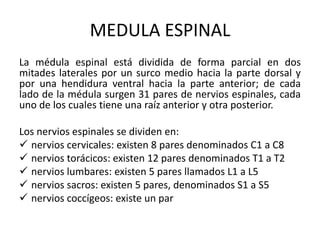 MEDULA ESPINAL
La médula espinal está dividida de forma parcial en dos
mitades laterales por un surco medio hacia la parte dorsal y
por una hendidura ventral hacia la parte anterior; de cada
lado de la médula surgen 31 pares de nervios espinales, cada
uno de los cuales tiene una raíz anterior y otra posterior.
Los nervios espinales se dividen en:
 nervios cervicales: existen 8 pares denominados C1 a C8
 nervios torácicos: existen 12 pares denominados T1 a T2
 nervios lumbares: existen 5 pares llamados L1 a L5
 nervios sacros: existen 5 pares, denominados S1 a S5
 nervios coccígeos: existe un par
 