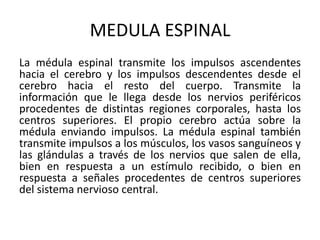 MEDULA ESPINAL
La médula espinal transmite los impulsos ascendentes
hacia el cerebro y los impulsos descendentes desde el
cerebro hacia el resto del cuerpo. Transmite la
información que le llega desde los nervios periféricos
procedentes de distintas regiones corporales, hasta los
centros superiores. El propio cerebro actúa sobre la
médula enviando impulsos. La médula espinal también
transmite impulsos a los músculos, los vasos sanguíneos y
las glándulas a través de los nervios que salen de ella,
bien en respuesta a un estímulo recibido, o bien en
respuesta a señales procedentes de centros superiores
del sistema nervioso central.
 