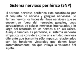 Sistema nervioso periférico (SNP)
El sistema nervioso periférico está constituido por
el conjunto de nervios y ganglios nerviosos. Se
llaman nervios los haces de fibras nerviosas que se
encuentran fuera del neuroeje; ganglios, unas
agrupaciones de celulas nerviosas intercaladas a lo
largo del recorrido de los nervios o en sus raíces.
Aunque también es periférico, el sistema nervioso
simpático, se considera como una entidad nerviosa
diferente que transmite sólo impulsos relacionados
con las funciones viscerales que tienen lugar
automáticamente, sin que influya la voluntad del
sujeto.
 