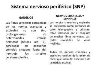 GANGLIOS
Las fibras sensitivas contenidas
en los nervios craneales y
espinales no son sino
prolongaciones de
determinadas células
nerviosas (células «en T»),
agrupadas en pequeños
cúmulos situados fuera del
neuroeje: los ganglios
cerebroespinales.
NERVIOS CRANEALES Y
ESPINALES
Los nervios craneales y espinales
se presentan como cordones de
color blanquecino y brillante.
Están formados por el conjunto
de muchas fibras nerviosas, casi
todas revestidas de vaina
mielínica.
Todos los nervios craneales y
espinales resultan de la unión de
fibras que salen del encéfalo o de
la médula espinal.
Sistema nervioso periférico (SNP)
 