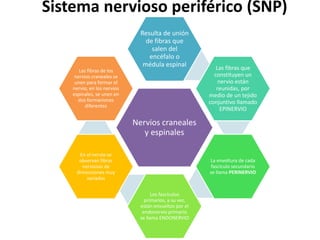 Sistema nervioso periférico (SNP)
Nervios craneales
y espinales
Resulta de unión
de fibras que
salen del
encéfalo o
médula espinal Las fibras que
constituyen un
nervio están
reunidas, por
medio de un tejido
conjuntivo llamado
EPINERVIO
La envoltura de cada
fascículo secundario
se llama PERINERVIO
Los fascículos
primarios, a su vez,
están envueltos por el
endonervio primario
se llama ENDONERVIO
En el nervio se
observan fibras
nerviosas de
dimensiones muy
variadas
Las fibras de los
nervios craneales se
unen para formar el
nervio, en los nervios
espinales, se unen en
dos formaciones
diferentes
 