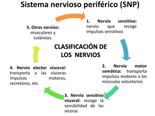 Sistema nervioso periférico (SNP)
1. Nervio sensitivo:
nervio que recoge
impulsos sensitivos
2. Nervio motor
somático: transporta
impulsos motores a los
músculos voluntarios
3. Nervio sensitivo
visceral: recoge la
sensibilidad de las
víceras
4. Nervio elector visceral:
transporta a las vísceras
impulsos motores,
secretores, etc.
5. Otros nervios:
musculares y
cutáneos.
CLASIFICACIÓN DE
LOS NERVIOS
 