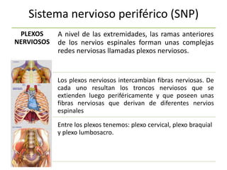 Sistema nervioso periférico (SNP)
PLEXOS
NERVIOSOS
A nivel de las extremidades, las ramas anteriores
de los nervios espinales forman unas complejas
redes nerviosas llamadas plexos nerviosos.
Los plexos nerviosos intercambian fibras nerviosas. De
cada uno resultan los troncos nerviosos que se
extienden luego periféricamente y que poseen unas
fibras nerviosas que derivan de diferentes nervios
espinales
Entre los plexos tenemos: plexo cervical, plexo braquial
y plexo lumbosacro.
 