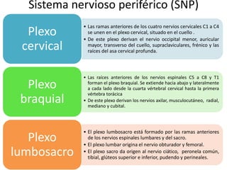 Sistema nervioso periférico (SNP)
• Las ramas anteriores de los cuatro nervios cervicales C1 a C4
se unen en el plexo cervical, situado en el cuello .
• De este plexo derivan el nervio occipital menor, auricular
mayor, transverso del cuello, supraclaviculares, frénico y las
raíces del asa cervical profunda.
Plexo
cervical
• Las raíces anteriores de los nervios espinales C5 a C8 y T1
forman el plexo braquial. Se extiende hacia abajo y lateralmente
a cada lado desde la cuarta vértebral cervical hasta la primera
vértebra torácica
• De este plexo derivan los nervios axilar, musculocutáneo, radial,
mediano y cubital.
Plexo
braquial
• El plexo lumbosacro está formado por las ramas anteriores
de los nervios espinales lumbares y del sacro.
• El plexo lumbar origina el nervio obturador y femoral.
• El plexo sacro da origen al nervio ciático, peronela común,
tibial, glúteos superior e inferior, pudendo y perineales.
Plexo
lumbosacro
 