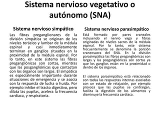Sistema nervioso simpático
Las fibras preganglionares de la
división simpática se originan de los
niveles torácico y lumbar de la médula
espinal y casi inmediatamente
terminan en ganglios situados en la
proximidad de la médula espinal. Por
lo tanto, en este sistema las fibras
pregangliónicas son cortas, mientras
que las posgangliónicas que contactan
con los órganos son largas. El simpático
es especialmente importante durante
situaciones de emergencia y se asocia
con la respuesta de lucha o huida. Por
ejemplo inhibe el tracto digestivo, pero
dilata las pupilas, acelera la frecuencia
cardiaca, y respiratoria.
Sistema nervioso parasimpático
Está formado por pares craneales
incluyendo el nervio vago y fibras
originadas de niveles sacros de la médula
espinal. Por lo tanto, este sistema
frecuentemente se denomina la porción
craneosacra del SNA. En la división
parasimpática las fibras pregangliónicas son
largas y las posgangliónicas son cortas ya
que los ganglios están en la proximidad o
dentro de los órganos.
El sistema parasimpático está relacionado
con todas las respuestas internas asociadas
con un estado de relajación, por ejemplo
provoca que las pupilas se contraigan,
facilita la digestión de los alimentos y
disminuye la frecuencia cardiaca.
Sistema nervioso vegetativo o
autónomo (SNA)
 