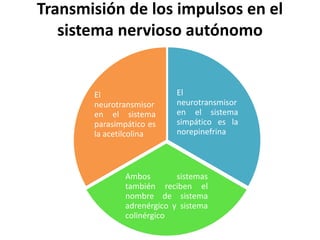 Transmisión de los impulsos en el
sistema nervioso autónomo
El
neurotransmisor
en el sistema
simpático es la
norepinefrina
Ambos sistemas
también reciben el
nombre de sistema
adrenérgico y sistema
colinérgico
El
neurotransmisor
en el sistema
parasimpático es
la acetilcolina
 
