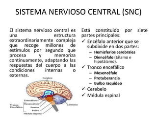 SISTEMA NERVIOSO CENTRAL (SNC)
El sistema nervioso central es
una estructura
extraordinariamente compleja
que recoge millones de
estímulos por segundo que
procesa y memoriza
continuamente, adaptando las
respuestas del cuerpo a las
condiciones internas o
externas.
Está constituido por siete
partes principales:
 Encéfalo anterior que se
subdivide en dos partes:
– Hemisferios cerebrales
– Diencéfalo (tálamo e
hipotálamo).
 Tronco encefálico
– Mesencéfalo
– Protuberancia
– Bulbo raquídeo
 Cerebelo
 Médula espinal
 