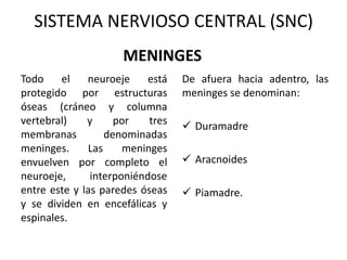 MENINGES
Todo el neuroeje está
protegido por estructuras
óseas (cráneo y columna
vertebral) y por tres
membranas denominadas
meninges. Las meninges
envuelven por completo el
neuroeje, interponiéndose
entre este y las paredes óseas
y se dividen en encefálicas y
espinales.
De afuera hacia adentro, las
meninges se denominan:
 Duramadre
 Aracnoides
 Piamadre.
SISTEMA NERVIOSO CENTRAL (SNC)
 