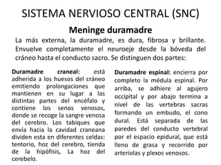 Duramadre craneal: está
adherida a los huesos del cráneo
emitiendo prolongaciones que
mantienen en su lugar a las
distintas partes del encéfalo y
contiene los senos venosos,
donde se recoge la sangre venosa
del cerebro. Los tabiques que
envía hacia la cavidad craneana
dividen esta en diferentes celdas:
tentorio, hoz del cerebro, tienda
de la hipófisis, La hoz del
cerebelo.
Duramadre espinal: encierra por
completo la médula espinal. Por
arriba, se adhiere al agujero
occipital y por abajo termina a
nivel de las vertebras sacras
formando un embudo, el cono
dural. Está separada de las
paredes del conducto vertebral
por el espacio epidural, que está
lleno de grasa y recorrido por
arteriolas y plexos venosos.
SISTEMA NERVIOSO CENTRAL (SNC)
Meninge duramadre
La más externa, la duramadre, es dura, fibrosa y brillante.
Envuelve completamente el neuroeje desde la bóveda del
cráneo hasta el conducto sacro. Se distinguen dos partes:
 