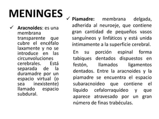 MENINGES  Piamadre: membrana delgada,
adherida al neuroeje, que contiene
gran cantidad de pequeños vasos
sanguíneos y linfáticos y está unida
íntimamente a la superficie cerebral.
En su porción espinal forma
tabiques dentados dispuestos en
festón, llamados ligamentos
dentados. Entre la aracnoides y la
piamadre se encuentra el espacio
subaracnoideo que contiene el
líquido cefalorraquídeo y que
aparece atravesado por un gran
número de finas trabéculas.
 Aracnoides: es una
membrana
transparente que
cubre el encéfalo
laxamente y no se
introduce en las
circunvoluciones
cerebrales. Está
separada de la
duramadre por un
espacio virtual (o
sea inexistente)
llamado espacio
subdural.
 