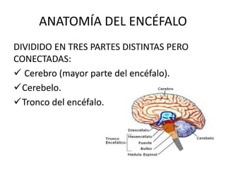 ANATOMÍA DEL ENCÉFALO
DIVIDIDO EN TRES PARTES DISTINTAS PERO
CONECTADAS:
 Cerebro (mayor parte del encéfalo).
Cerebelo.
Tronco del encéfalo.
 