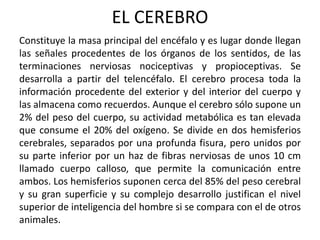 EL CEREBRO
Constituye la masa principal del encéfalo y es lugar donde llegan
las señales procedentes de los órganos de los sentidos, de las
terminaciones nerviosas nociceptivas y propioceptivas. Se
desarrolla a partir del telencéfalo. El cerebro procesa toda la
información procedente del exterior y del interior del cuerpo y
las almacena como recuerdos. Aunque el cerebro sólo supone un
2% del peso del cuerpo, su actividad metabólica es tan elevada
que consume el 20% del oxígeno. Se divide en dos hemisferios
cerebrales, separados por una profunda fisura, pero unidos por
su parte inferior por un haz de fibras nerviosas de unos 10 cm
llamado cuerpo calloso, que permite la comunicación entre
ambos. Los hemisferios suponen cerca del 85% del peso cerebral
y su gran superficie y su complejo desarrollo justifican el nivel
superior de inteligencia del hombre si se compara con el de otros
animales.
 