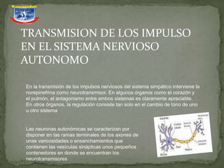 TRANSMISION DE LOS IMPULSO
EN EL SISTEMA NERVIOSO
AUTONOMO
En la transmisión de los impulsos nerviosos del sistema simpático interviene la
norepinefrina como neurotransmisor. En algunos órganos como el corazón y
el pulmón, el antagonismo entre ambos sistemas es claramente apreciable.
En otros órganos, la regulación consiste tan solo en el cambio de tono de uno
u otro sistema
Las neuronas autonómicas se caracterizan por
disponer en las ramas terminales de los axones de
unas varicosidades o ensanchamientos que
contienen las vesículas sinápticas unos pequeños
contenedores en donde se encuentran los
neurotransmisores
 