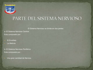 El Sistema Nervioso se divide en dos partes:
a- El Sistema Nervioso Central .
Esta compuesto por:
 El Encéfalo
 La Medula
b- El Sistema Nervioso Periférico
Esta compuesto por :
 Una gran cantidad de Nervios.
 