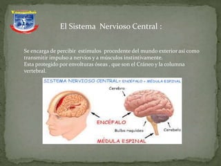 El Sistema Nervioso Central :
Se encarga de percibir estímulos procedente del mundo exterior así como
transmitir impulso a nervios y a músculos instintivamente.
Esta protegido por envolturas óseas , que son el Cráneo y la columna
vertebral.
 