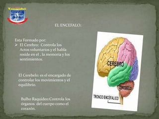 EL ENCEFALO:
Esta Formado por:
 El Cerebro: Controla los
Actos voluntarios y el habla
reside en el , la memoria y los
sentimientos.
El Cerebelo: es el encargado de
controlar los movimientos y el
equilibrio.
Bulbo Raquideo:Controla los
órganos del cuerpo como el
corazón.
 
