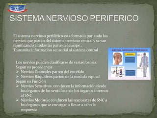 El sistema nervioso periférico esta formado por todo los
nervios que parten del sistema nervioso central y se van
ramificando a todas las parte del cuerpo .
Transmite información sensorial al sistema central .
Los nervios pueden clasificarse de varias formas:
Según su procedencia
 Nervios Craneales parten del encéfalo
 Nervios Raquídeos parten de la medula espinal
Según su Función
 Nervios Sensitivos :conducen la información desde
los órganos de los sentidos o de los órganos internos
al SNC
 Nervios Motores: conducen las respuestas de SNC a
los órganos que se encargan a llevar a cabo la
respuesta
 