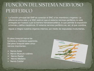  La función principal del SNP es conectar el SNC a los miembros y órganos. La
diferencia entre este y el SNC está en que el sistema nervioso periférico no está
protegido por huesos o por la barrera hematoencefálica, lo que permite la exposición
a toxinas y daños mecánicos. El sistema nervioso periférico es, así, el que coordina,
regula e integra nuestros órganos internos, por medio de respuestas involuntarias.
El plexo braquial inerva los
hombros y miembros superiores.
Del plexo braquial salen cinco
nervios importantes .
 Nervio Axilar
 Nervio Musculo cutáneo
 Nervio Radial
 Nervio Mediano
 Nervio Cubital
 