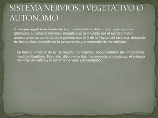  Es el que regula la actividad de los músculos lisos, del corazón y de algunas
glándulas. El sistema nervioso simpático es estimulado por el ejercicio físico
ocasionando un aumento de la presión arterial y de la frecuencia cardíaca, dilatación
de las pupilas, aumento de la perspiración y erizamiento de los cabellos.
Su función principal es la de regular los órganos, según cambian las condiciones
medioambientales. Para ello, dispone de dos mecanismos antagónicos, el sistema
nervioso simpático y el sistema nervioso parasimpático .
 