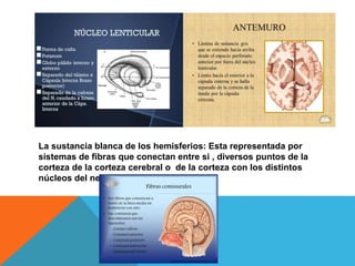 La sustancia blanca de los hemisferios: Esta representada por
sistemas de fibras que conectan entre si , diversos puntos de la
corteza de la corteza cerebral o de la corteza con los distintos
núcleos del neuroeje.
 
