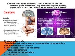 Cerebelo: Es un órgano presente en todos los vertebrados , pero con
diferentes grados de desarrollo : muy reducido en los peces, reptiles y
pájaros, alcanza su máximo desarrollo en los primates y en el hombre.
El tronco del encéfalo
Esta dividido automáticamente en: mesencéfalo o cerebro medio, la
protuberancia o bulbo raquídeo .
El mesencéfalo se divide en tres partes:
 Pedúnculos cerebrales
 Los tubérculos cuadrigéminos.
 Cana central .
 