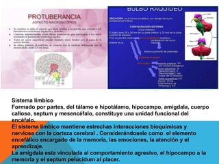 Sistema límbico
Formado por partes, del tálamo e hipotálamo, hipocampo, amígdala, cuerpo
calloso, septum y mesencéfalo, constituye una unidad funcional del
encéfalo.
El sistema límbico mantiene estrechas interacciones bioquímicas y
nerviosa con la corteza cerebral . Considerándosele como el elemento
encefálico encargado de la memoria, las emociones, la atención y el
aprendizaje.
La amígdala esta vinculada al comportamiento agresivo, el hipocampo a la
memoria y el septum pelucidum al placer.
 