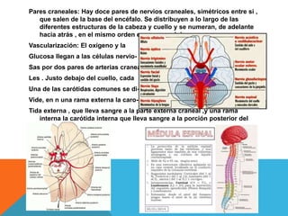 Pares craneales: Hay doce pares de nervios craneales, simétricos entre si ,
que salen de la base del encéfalo. Se distribuyen a lo largo de las
diferentes estructuras de la cabeza y cuello y se numeran, de adelante
hacia atrás , en el mismo orden en que se originan .
Vascularización: El oxigeno y la
Glucosa llegan a las células nervio-
Sas por dos pares de arterias cranea-
Les . Justo debajo del cuello, cada
Una de las carótidas comunes se di-
Vide, en n una rama externa la caro-
Tida externa , que lleva sangre a la parte externa craneal ,y una rama
interna la carótida interna que lleva sangre a la porción posterior del
cerebro.
 