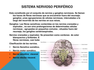 SISTEMA NERVIOSO PERIFÉRICO
Esta constituido por el conjunto de nervios y ganglios nerviosos. Se llaman
los haces de fibras nerviosas que se encuentran fuera del neuroeje;
ganglios ,unas agrupaciones de células nerviosas, intercaladas a lo
largo del recorrido de los nervios en sus raíces.
Ganglios: Las fibras sensitivas contenidas en los nervios craneales y
espinales , no son sino prolongaciones de determinadas células
nerviosas , agrupadas en pequeños cúmulos , situados fuera del
neuroeje, los ganglios cerebroespinales.
Nervios craneales y espinales: Se presentan como cordones de color
blanquecino y brillantes. Están firmados por el conjunto de muchas
fibras nerviosas, casi todas revestidas de vaina mielínica.
Clasificación de los nervios.
 Nervio Sensitivo somático.
 Nervio motor somático.
 Nervio sensitivo visceral
 Nervio elector visceral.
 