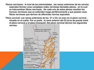 Plexos nerviosos: A nivel de las extremidades , las ramas anteriores de los nervios
espinales forman unas complejas redes nerviosas llamadas plexos , en la cual
se intercambian fibras nerviosas . De cada uno de estos plexos resultan los
troncos nerviosos que se extienden luego periféricamente y que poseen unas
fibras nerviosas que derivan de diferentes nervios espinales.
Plexo cervical: Las ramas anteriores de los C1 a C4, se unen en el plexo cervical ,
situado en el cuello. Por su parte , la rama anterior del C5 sirve de puente entre
el plexo cervical y el plexo branquial. Del plexo cervical derivan los siguientes
nervios:
 