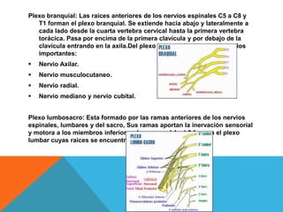 Plexo branquial: Las raices anteriores de los nervios espinales C5 a C8 y
T1 forman el plexo branquial. Se extiende hacia abajo y lateralmente a
cada lado desde la cuarta vertebra cervical hasta la primera vertebra
torácica. Pasa por encima de la primera clavícula y por debajo de la
clavícula entrando en la axila.Del plexo branquial salen cinco nervios
importantes:
 Nervio Axilar.
 Nervio musculocutaneo.
 Nervio radial.
 Nervio mediano y nervio cubital.
Plexo lumbosacro: Esta formado por las ramas anteriores de los nervios
espinales, lumbares y del sacro, Sus ramas aportan la inervación sensorial
y motora a los miembros inferiores. Las ramas L1 y L3 forman el plexo
lumbar cuyas raices se encuentra entre el musculo psoas.
 
