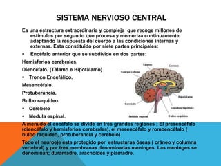 SISTEMA NERVIOSO CENTRAL
Es una estructura extraordinaria y compleja que recoge millones de
estímulos por segundo que procesa y memoriza continuamente,
adaptando la respuesta del cuerpo a las condiciones internas y
externas. Esta constituido por siete partes principales:
 Encéfalo anterior que se subdivide en dos partes:
Hemisferios cerebrales.
Diencéfalo. (Tálamo e Hipotálamo)
 Tronco Encefálico.
Mesencéfalo.
Protuberancia.
Bulbo raquídeo.
 Cerebelo
 Medula espinal.
A menudo el encéfalo se divide en tres grandes regiones ; El presencéfalo
(diencéfalo y hemisferios cerebrales), el mesencéfalo y rombencéfalo (
bulbo raquídeo, protuberancia y cerebelo)
Todo el neuroeje esta protegido por estructuras óseas ( cráneo y columna
vertebral) y por tres membranas denominadas meninges. Las meninges se
denominan; duramadre, aracnoides y piamadre.
 