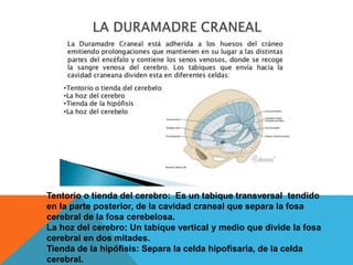 Tentorio o tienda del cerebro: Es un tabique transversal tendido
en la parte posterior, de la cavidad craneal que separa la fosa
cerebral de la fosa cerebelosa.
La hoz del cerebro: Un tabique vertical y medio que divide la fosa
cerebral en dos mitades.
Tienda de la hipófisis: Separa la celda hipofisaria, de la celda
cerebral.
 