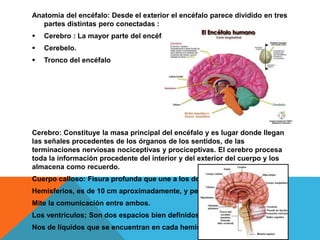 Anatomía del encéfalo: Desde el exterior el encéfalo parece dividido en tres
partes distintas pero conectadas :
 Cerebro : La mayor parte del encéfalo.
 Cerebelo.
 Tronco del encéfalo
Cerebro: Constituye la masa principal del encéfalo y es lugar donde llegan
las señales procedentes de los órganos de los sentidos, de las
terminaciones nerviosas nociceptivas y prociceptivas. El cerebro procesa
toda la información procedente del interior y del exterior del cuerpo y los
almacena como recuerdo.
Cuerpo calloso: Fisura profunda que une a los dos
Hemisferios, es de 10 cm aproximadamente, y per-
Mite la comunicación entre ambos.
Los ventrículos; Son dos espacios bien definidos y lle-
Nos de líquidos que se encuentran en cada hemisferio.
 