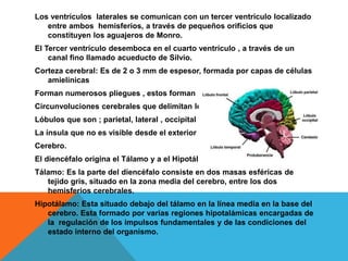 Los ventrículos laterales se comunican con un tercer ventrículo localizado
entre ambos hemisferios, a través de pequeños orificios que
constituyen los aguajeros de Monro.
El Tercer ventrículo desemboca en el cuarto ventrículo , a través de un
canal fino llamado acueducto de Silvio.
Corteza cerebral: Es de 2 o 3 mm de espesor, formada por capas de células
amielínicas
Forman numerosos pliegues , estos forman las
Circunvoluciones cerebrales que delimitan los
Lóbulos que son ; parietal, lateral , occipital y
La ínsula que no es visible desde el exterior del
Cerebro.
El diencéfalo origina el Tálamo y a el Hipotálamo
Tálamo: Es la parte del diencéfalo consiste en dos masas esféricas de
tejido gris, situado en la zona media del cerebro, entre los dos
hemisferios cerebrales.
Hipotálamo: Esta situado debajo del tálamo en la línea media en la base del
cerebro. Esta formado por varias regiones hipotalámicas encargadas de
la regulación de los impulsos fundamentales y de las condiciones del
estado interno del organismo.
 