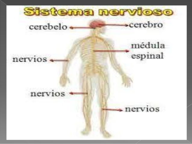 images Imagenes Del Sistema Nervioso Humano Y Sus Partes sistema nervioso