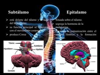 Subtálamo Epitalamo
 está delante del tálamo y al lado
del hipotálamo.
 su función principal se relaciona
con el movimiento corporal.
 produce Corea
 Situada sobre el tálamo.
 segrega la hormona de la
melatonina.
 Favorece la comunicación entre el
sistema límbico y la formación
reticular.
 