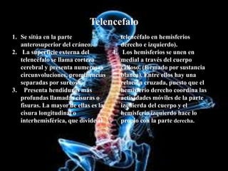 Telencefalo
1. Se sitúa en la parte
anterosuperior del cráneo.
2. La superficie externa del
telencéfalo se llama corteza
cerebral y presenta numerosas
circunvoluciones, prominencias
separadas por surcos
3. Presenta hendiduras más
profundas llamadas cisuras o
fisuras. La mayor de ellas es la
cisura longitudinal o
interhemisférica, que divide al
telencéfalo en hemisferios
derecho e izquierdo).
4. Los hemisferios se unen en
medial a través del cuerpo
calloso, (formado por sustancia
blanca). Entre ellos hay una
relación cruzada, puesto que el
hemisferio derecho coordina las
actividades móviles de la parte
izquierda del cuerpo y el
hemisferio izquierdo hace lo
propio con la parte derecha.
 