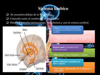 Sistema límbico
 Se encuentra debajo de la Neocorteza.
 Conocido como el cerebro de las emociones.
 Mantiene estrecha interacciones bioquímicas y con la corteza cerebral.
• Amígdala: Esta asociada con la agresión oral
y comportamiento agresivo, la lucha y la
defensa propia.
Tálamo: Es el centro retransmisor
de impulsos sensoriales a la corteza
cerebral.
• Hipotálamo: Centro del placer y el dolor.
Región ceptal: Asociada con la
excitación sexual.
• Hipocampo: Relacionado con la memoria a
largo plazo.
Bulbos olfatorios: Asociados con
oler y respirar.
 