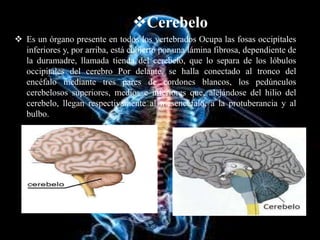 Cerebelo
 Es un órgano presente en todos los vertebrados Ocupa las fosas occipitales
inferiores y, por arriba, está cubierto por una lámina fibrosa, dependiente de
la duramadre, llamada tienda del cerebelo, que lo separa de los lóbulos
occipitales del cerebro Por delante, se halla conectado al tronco del
encéfalo mediante tres pares de cordones blancos, los pedúnculos
cerebelosos superiores, medios e inferiores que, alejándose del hilio del
cerebelo, llegan respectivamente al mesencéfalo, a la protuberancia y al
bulbo.
 