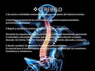 FUNCIONES
CEREBELO
1-Se asocia a actividades motoras iniciadas en otras partes del sistema nervioso.
2-Contribuye al control de los movimientos voluntarios proporcionándoles
precisión y coordinación.
3-Regula y coordina la contracción de los músculos esqueléticos.
4Controla los impulsos necesarios para llevar a cabo cada movimiento, apreciando
la velocidad y calculando el tiempo que se necesitará para alcanzar un punto
deseado. Así mismo, frena los movimientos en el momento adecuado y necesario.
5-Ayuda a predecir las posiciones futuras de las extremidades.
Es esencial para el mantenimiento de la postura y el equilibrio por sus conexiones
kinestésicas y vestibulares.
 