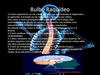Bulbo Raquídeo
1.Centro respiratorio: en este centro hay neuronas que controlan la inspiración y
la espiración. Una lesión en este sitio, produce la muerte por asfixia.
Este centro se activa principalmente cuando detecta en la sangre altas
concentraciones de dióxido de carbono, pero también a los cambios en la
concentración de oxígeno, temperatura y estados emocionales.
En relación con este centro se hallan en el centro del estornudo, la tos y el
bostezo.
2. Centro cardíaco: Este centro actúa moderando el ritmo cardíaco, es
cardioinhibidor.
3. Centro vasomotor: Su acción constrictora es importante para mantener la
presión sanguínea arterial. Al igual que sobre el centro respiratorio, actúan sobre
este altas concentraciones de dióxido de carbono.
4. Centro de la deglución: Rige el mecanismo de la deglución (tragar).
Además de los centros nombrados se hallan, en el bulbo raquídeo, el centro del
vómito, de la salivación y el sudorífico.
 