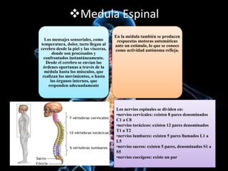 Medula Espinal
Los mensajes sensoriales, como
temperatura, dolor, tacto llegan al
cerebro desde la piel y las vísceras,
donde son procesados y
confrontados instantáneamente.
Desde el cerebro se envían las
órdenes oportunas a través de la
médula hasta los músculos, que
realizan los movimientos, o hasta
los órganos internos, que
responden adecuadamente
En la médula también se producen
respuestas motoras automáticas
ante un estímulo, lo que se conoce
como actividad autónoma refleja.
Los nervios espinales se dividen en:
•nervios cervicales: existen 8 pares denominados
C1 a C8
•nervios torácicos: existen 12 pares denominados
T1 a T2
•nervios lumbares: existen 5 pares llamados L1 a
L5
•nervios sacros: existen 5 pares, denominados S1 a
S5
•nervios coccígeos: existe un par
 