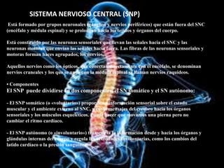 Está formado por grupos neuronales (ganglios y nervios periféricos) que están fuera del SNC
(encéfalo y médula espinal) y se prolongan hacia los tejidos y órganos del cuerpo.
Está constituido por las neuronas sensoriales que llevan las señales hacia el SNC y las
neuronas motoras que envían las señales hacia fuera. Las fibras de las neuronas sensoriales y
motoras forman haces agrupados, los nervios.
Aquellos nervios como los ópticos, que conectan directamente con el encéfalo, se denominan
nervios craneales y los que se unen con la médula espinal se llaman nervios raquídeos.
• Componentes
El SNP puede dividirse en dos componentes, el SN somático y el SN autónomo:
- El SNP somático (o «voluntario») proporciona información sensorial sobre el estado
muscular y el ambiente externo al SNC, y envía mensajes del cerebro hacia los órganos
sensoriales y los músculos esqueléticos. Puede hacer que movamos una pierna pero no
cambiar el ritmo cardíaco.
- El SNP autónomo (o «involuntario») transporta la información desde y hacia los órganos y
glándulas internas del cuerpo y regula las actividades involuntarias, como los cambios del
latido cardíaco o la presión sanguínea.
SISTEMA NERVIOSO CENTRAL (SNP)
 