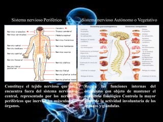 Sistema nervioso Autónomo o VegetativoSistema nervioso Periférico
Constituye el tejido nervioso que se
encuentra fuera del sistema nervioso
central, representado por los nervios
periféricos que inervan los músculos y
órganos.
Regula las funciones internas del
organismo con objeto de mantener el
equilibrio fisiológico Controla la mayor
parte de la actividad involuntaria de los
órganos y glándulas.
 
