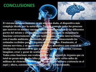 CONCLUSIONES
El sistema nervioso humano, es sin ninguna duda, el dispositivo más
complejo ideado por la naturaleza. No solo controla todos los procesos
que ocurren en nuestro cuerpo recibiendo información de las diferentes
partes del mismo y enviando instrucciones para que la maquinaria
funcione correctamente, sino que también nos permite interaccionar
con el medio ambiente, recibiendo, procesando y almacenando los
estímulos recibidos por los órganos de los sentidos. Finalmente, el
sistema nervioso, y en particular el cerebro, constituye una central de
inteligencia responsable de que podamos aprender, recordar, razonar,
imaginar, crear y gozar de sentimientos.
Todas estas funciones son realizadas por un conjunto de órganos que en
total no pesan más de dos kilos pero que contienen varios miles de
millones de elementos básicos que hacen posible nuestra existencia en el
aquí y ahora, constantemente cambiando y evolucionando.
 