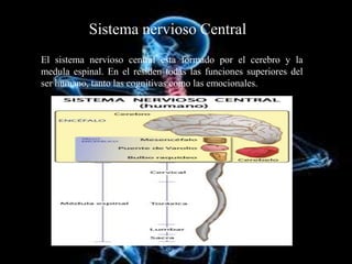 Sistema nervioso Central
El sistema nervioso central esta formado por el cerebro y la
medula espinal. En el residen todas las funciones superiores del
ser humano, tanto las cognitivas como las emocionales.
 
